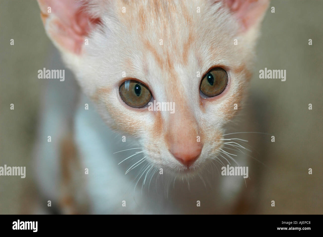 Rosso Bianco adn 16 settimane vecchio Cornish Rex da Oriental Shorthair cross Foto Stock