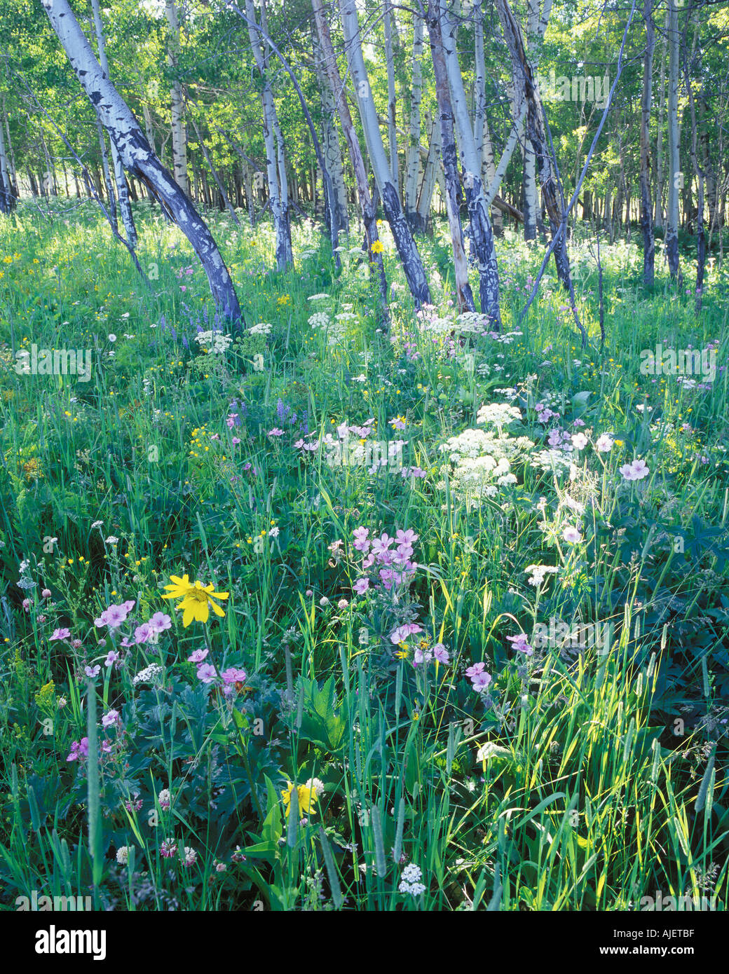 Estate fiori selvaggi e Aspen Grove due Ocean Lake Road Grand Teton National Park Wyoming USA Foto Stock