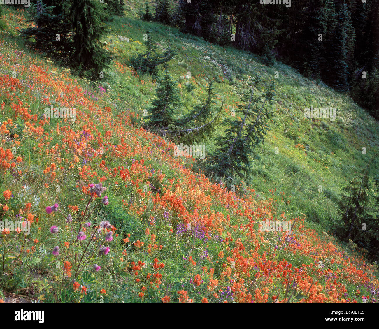 Estate fiori selvatici allo spuntar del giorno Hurricane Ridge Road Parco nazionale di Olympic Washington STATI UNITI D'AMERICA Foto Stock