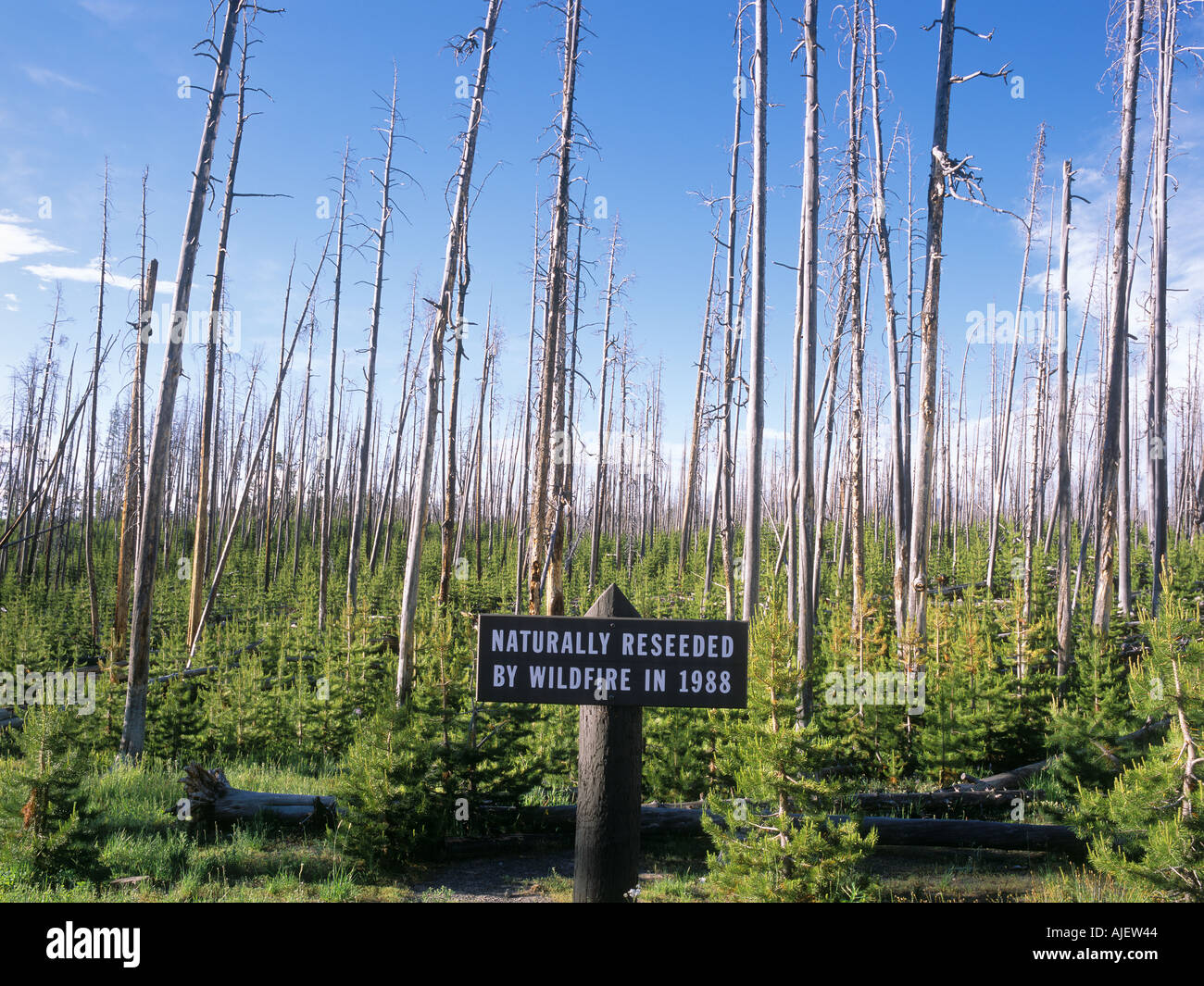 Naturalmente reseeded foresta dalla wildfire di 1988 il Parco Nazionale di Yellowstone Wyoming USA Foto Stock