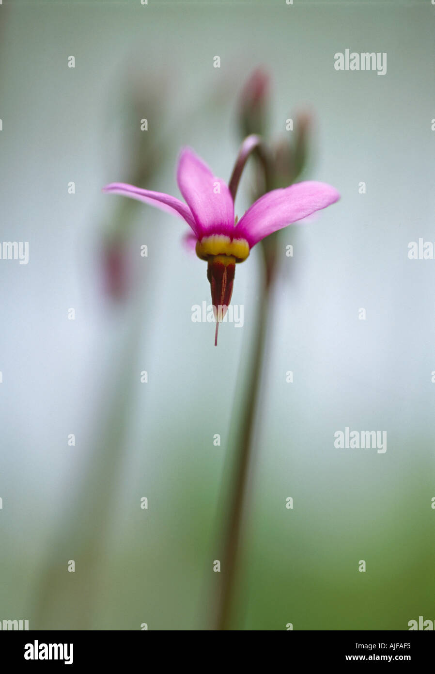 Dodecatheon Meadia Shooting Star flower presso i tribunali Holt Wiltshire Foto Stock