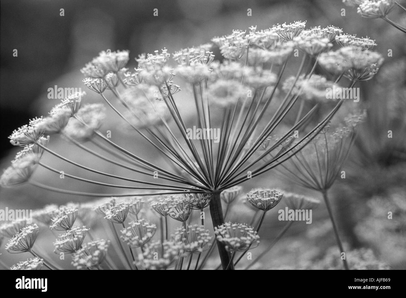 In prossimità della testa di fiori di aneto Anethium graveolens presso il castello di Sissinghurst garden Foto Stock