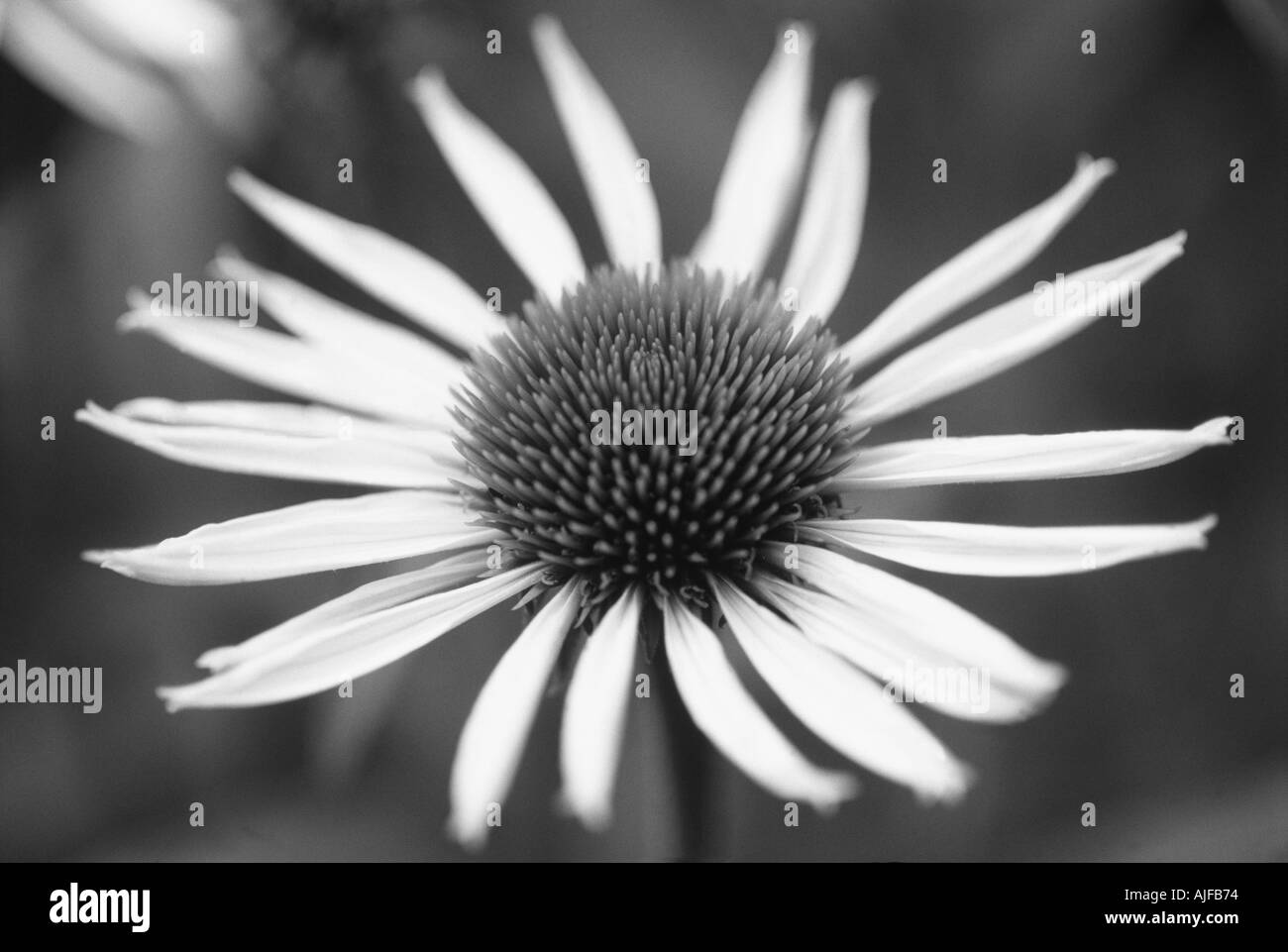 Chiusura del fiore di Echinacea purpurea ALBA nel Giardino di Sissinghurst in estate Foto Stock