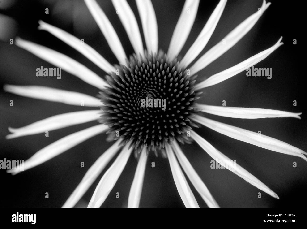 Chiusura del fiore di Echinacea pupurea Alba nel Giardino di Sissinghurst Castle Garden Foto Stock