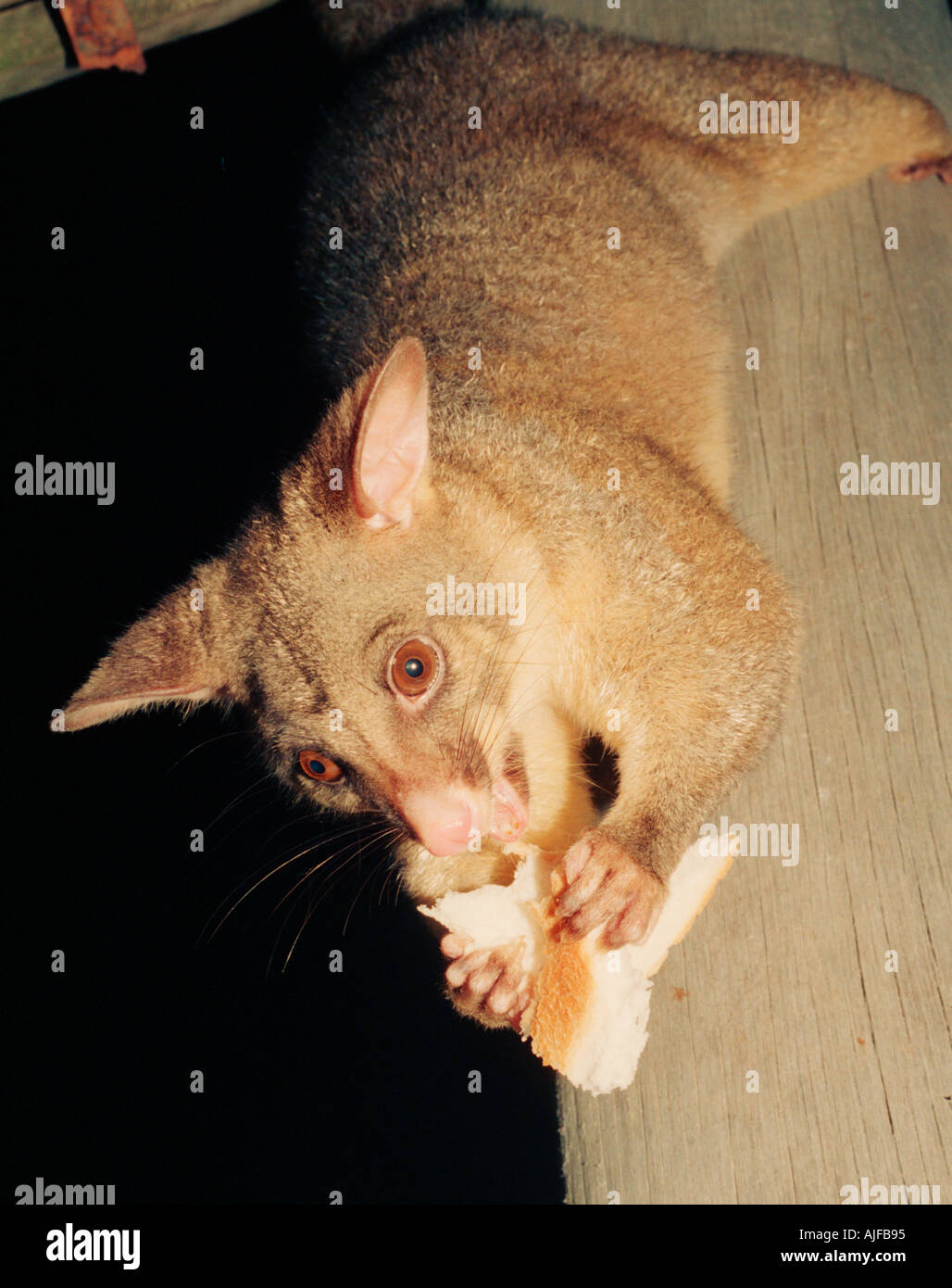 Australian animali notturni bushbaby Foto Stock