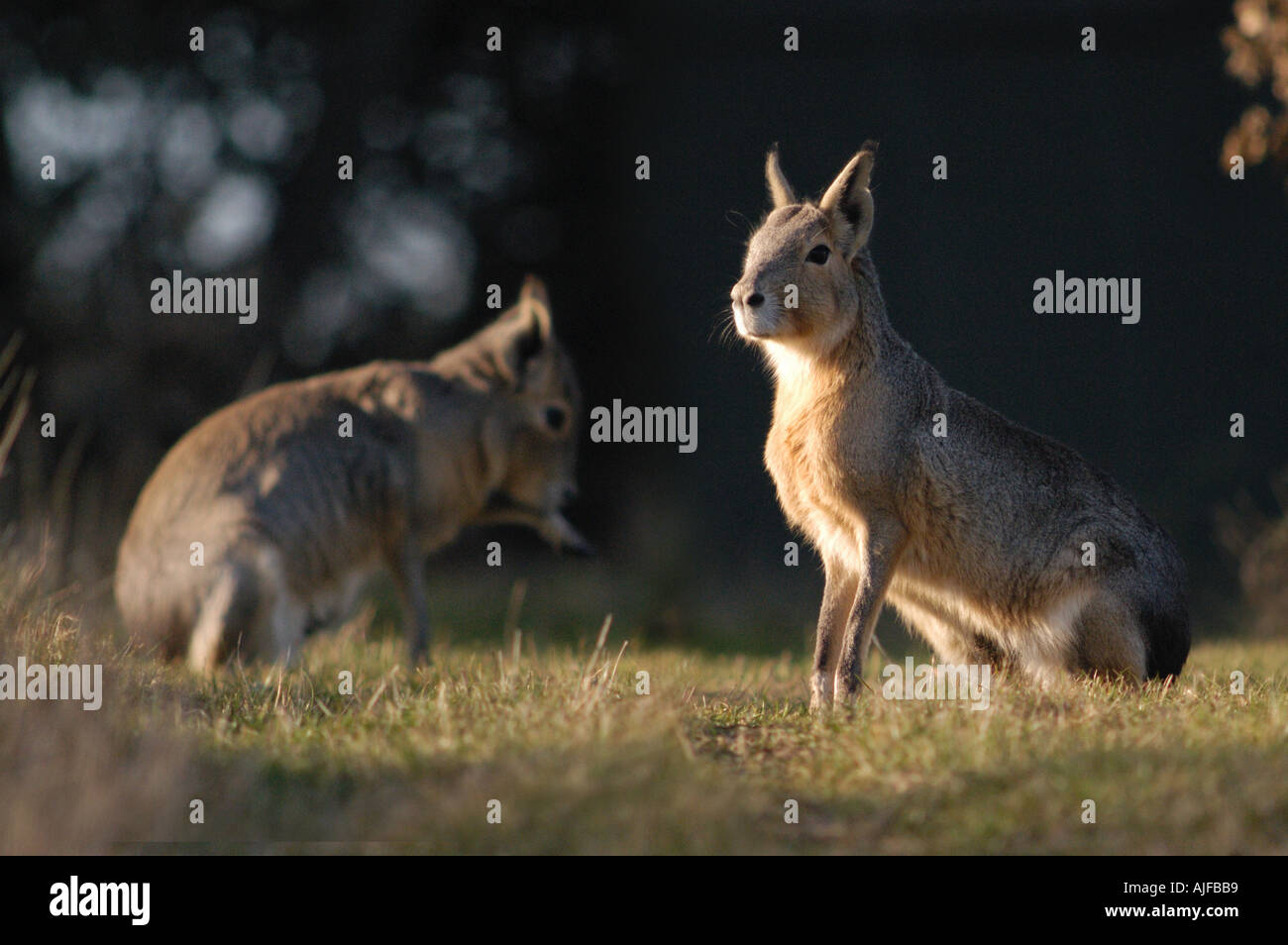 Nasello di Patagonia Mara Docilchotis patagonum Foto Stock