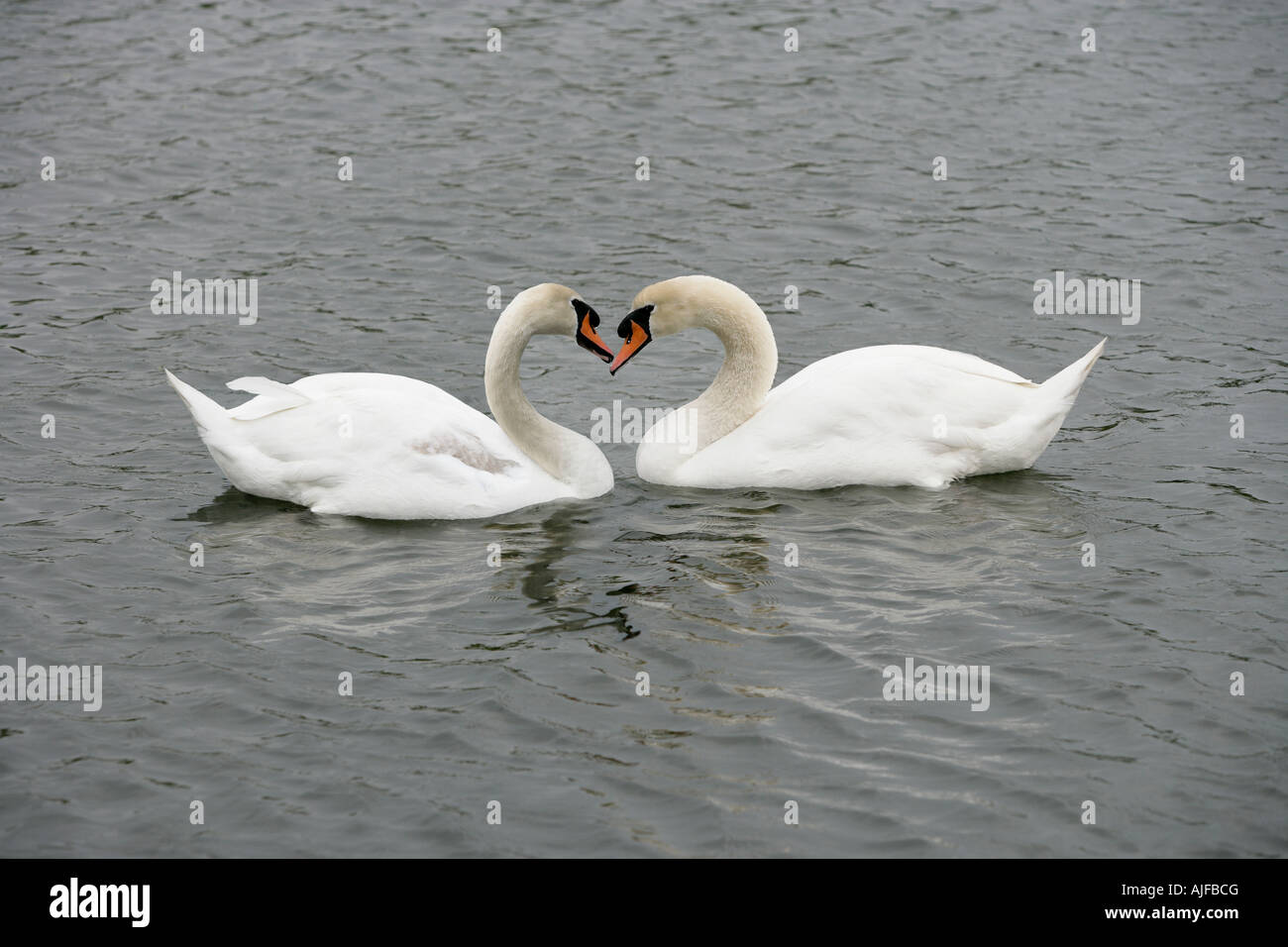 Due cigni Foto Stock