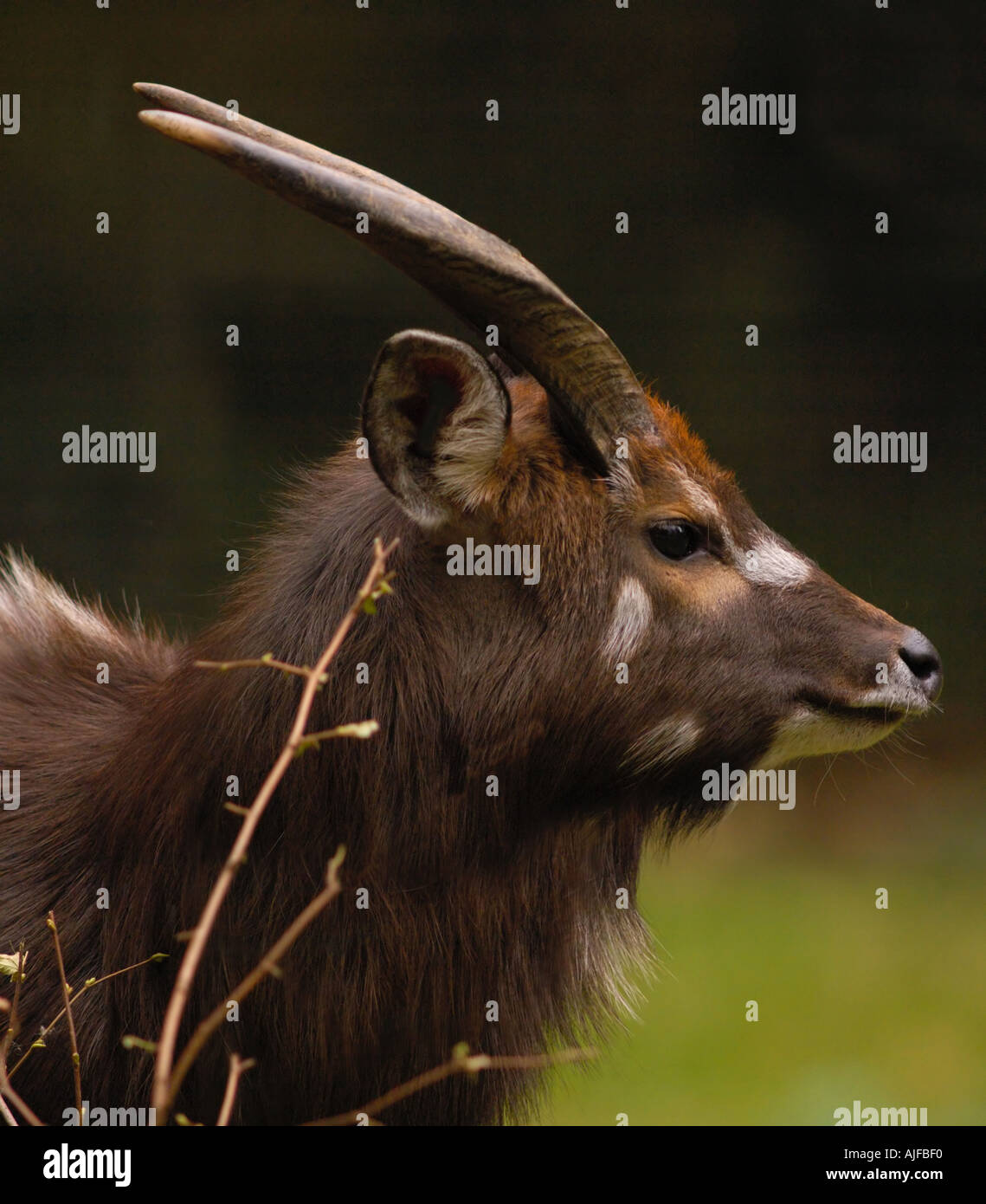 Speke s Sitatunga Tragelaphus spekei Foto Stock