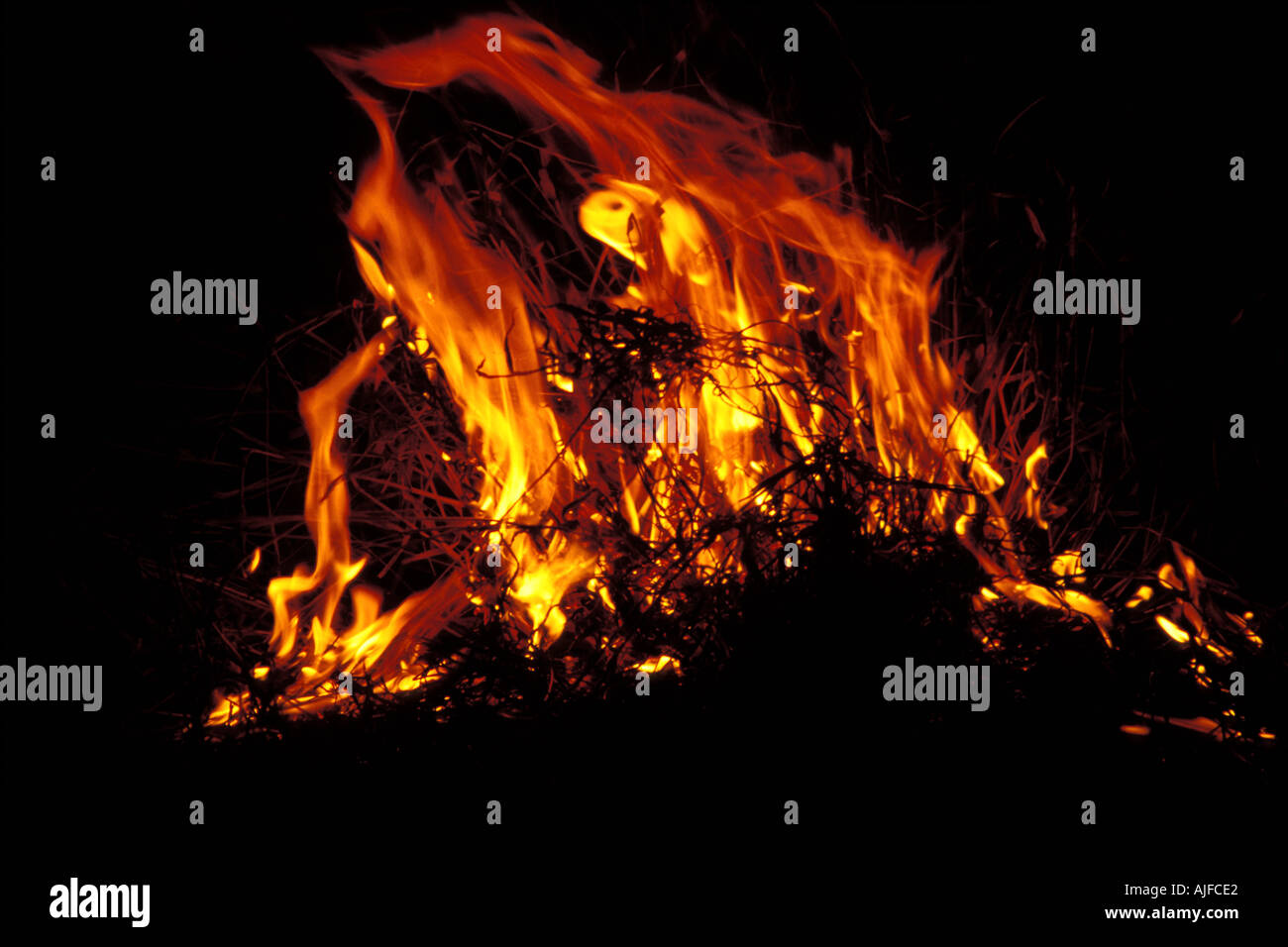 Fuoco di boscaglia Foto Stock