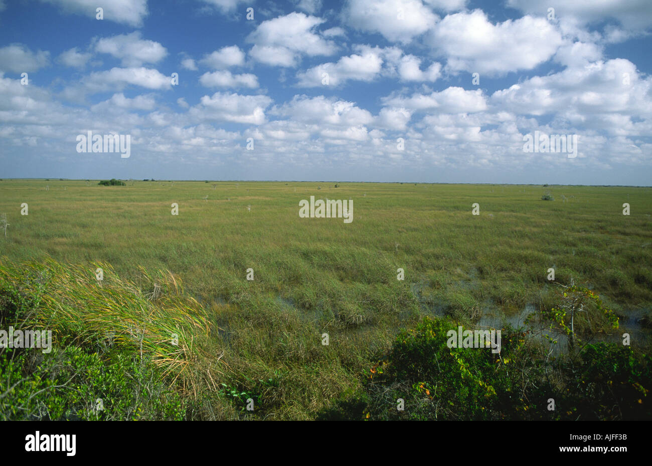 Everglades, fiume di erba, Florida, Stati Uniti d'America Foto Stock