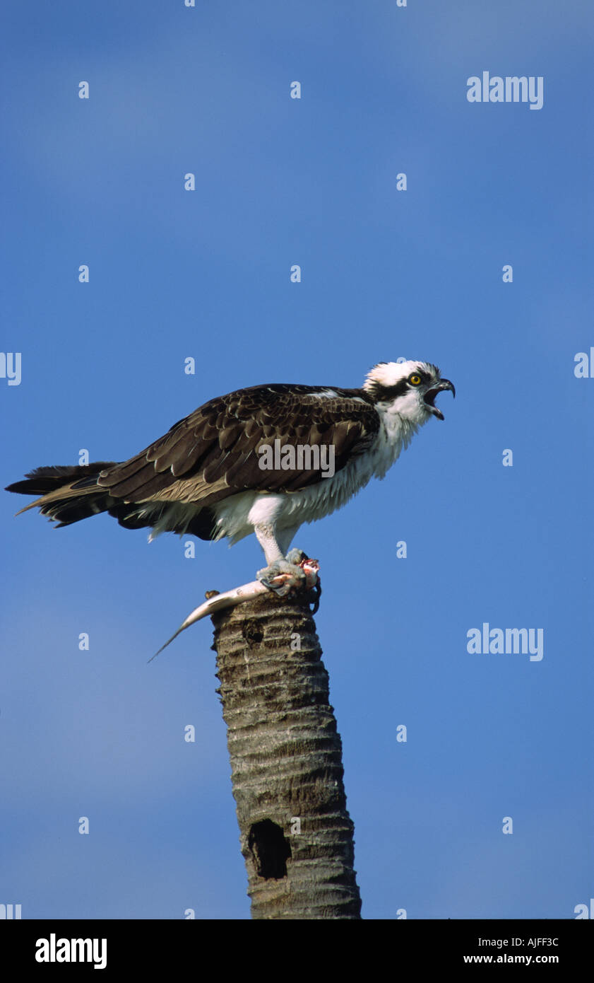 Falco pescatore (Pandion haliaetus) chiamando per accoppiarsi con il pesce. Everglades della Florida, Stati Uniti d'America Foto Stock