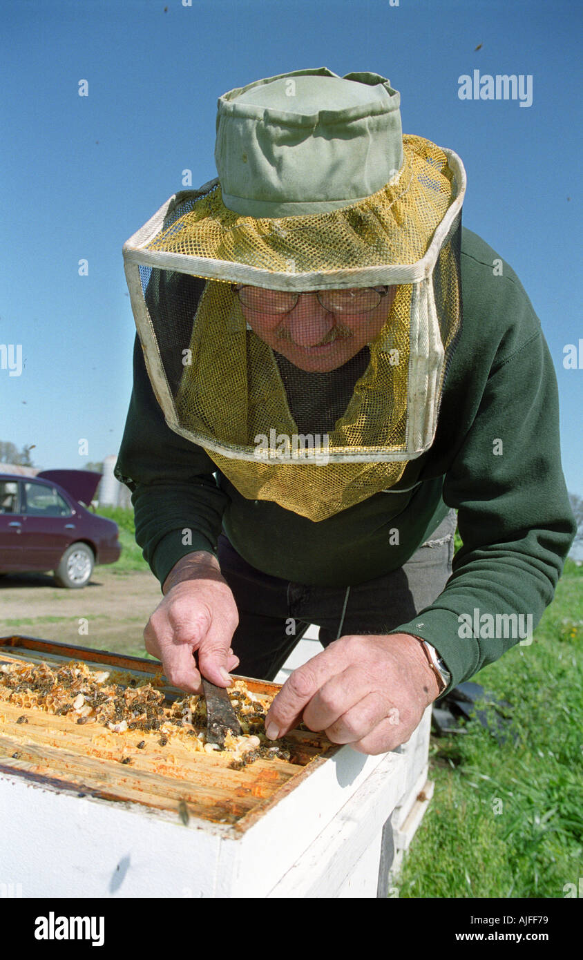 Apicoltore ispezione bee hive Foto Stock