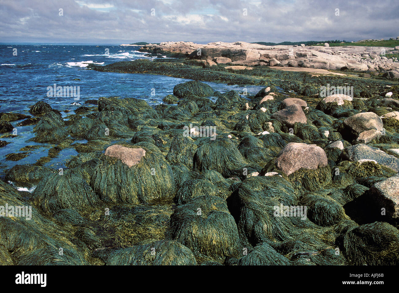 La bassa marea che mostra Rockweed Nova Scotia Litorale Foto Stock