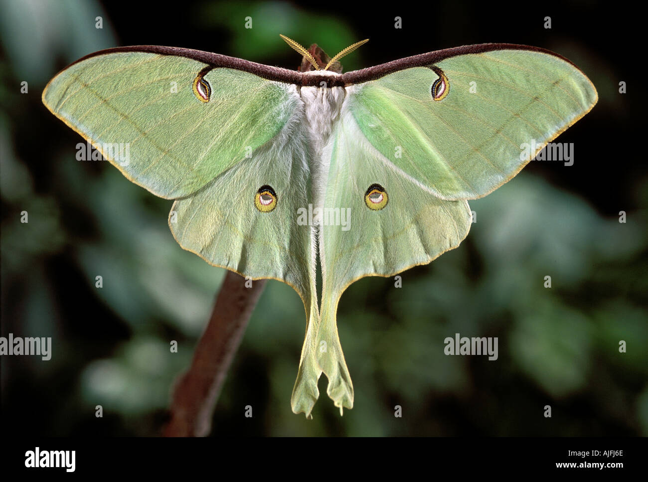 Appena emerse Luna Moth Actias luna Foto Stock