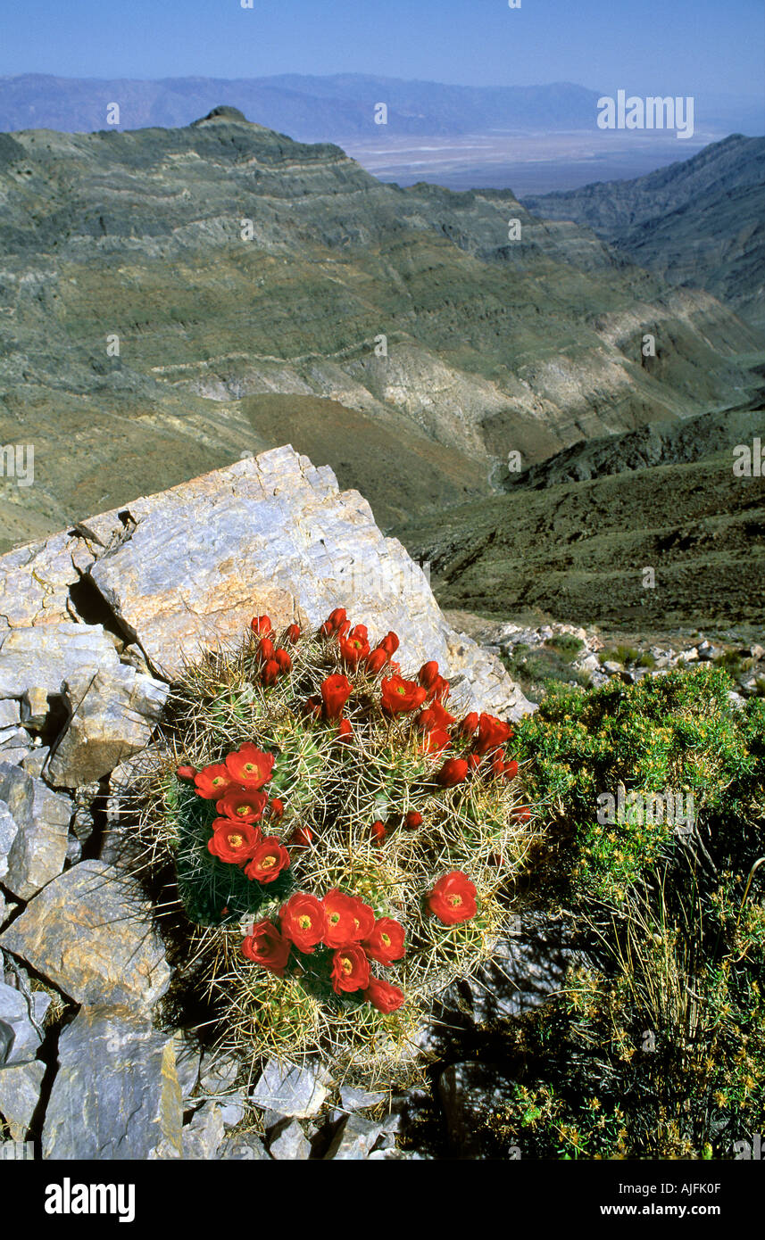 Blooming Claret Cup Cactus al punto Aguereberry Death Valley California Foto Stock