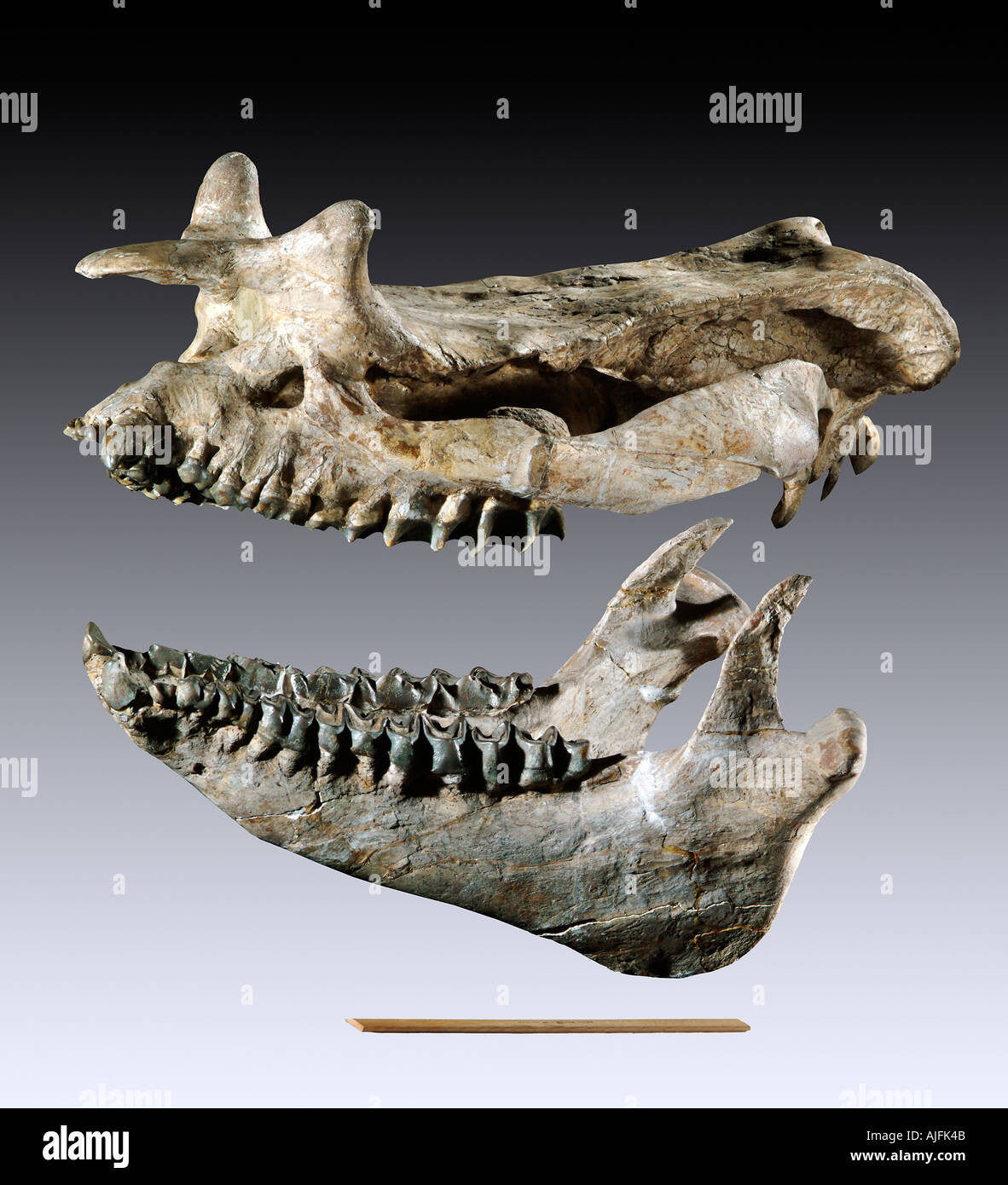Brontotherium leidyi cranio fossile Foto Stock