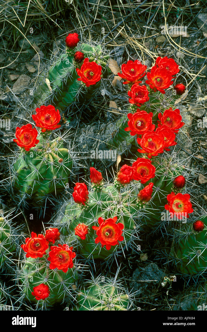 Claret Cup Cactus Echinocereus triglochiatus var neomexicanus Parco nazionale di Big Bend Texas Foto Stock