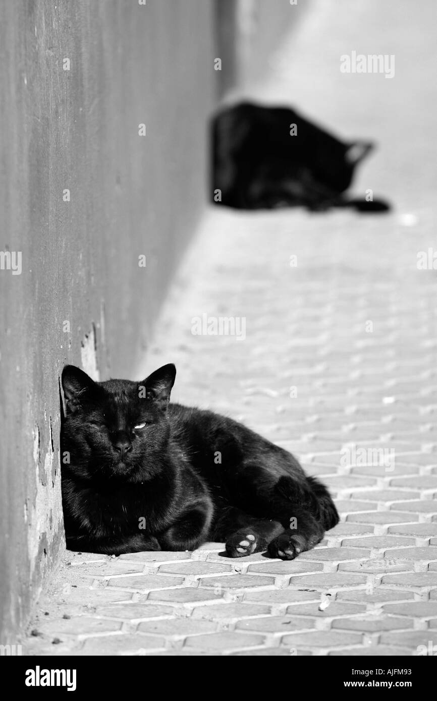 Coppia di Gatti di strada Foto Stock