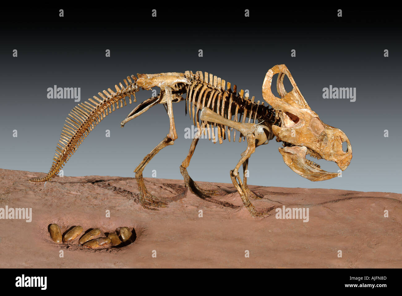 Protoceratops andrewsi la deposizione delle uova di dinosauro Cretaceo superiore della Mongolia Foto Stock