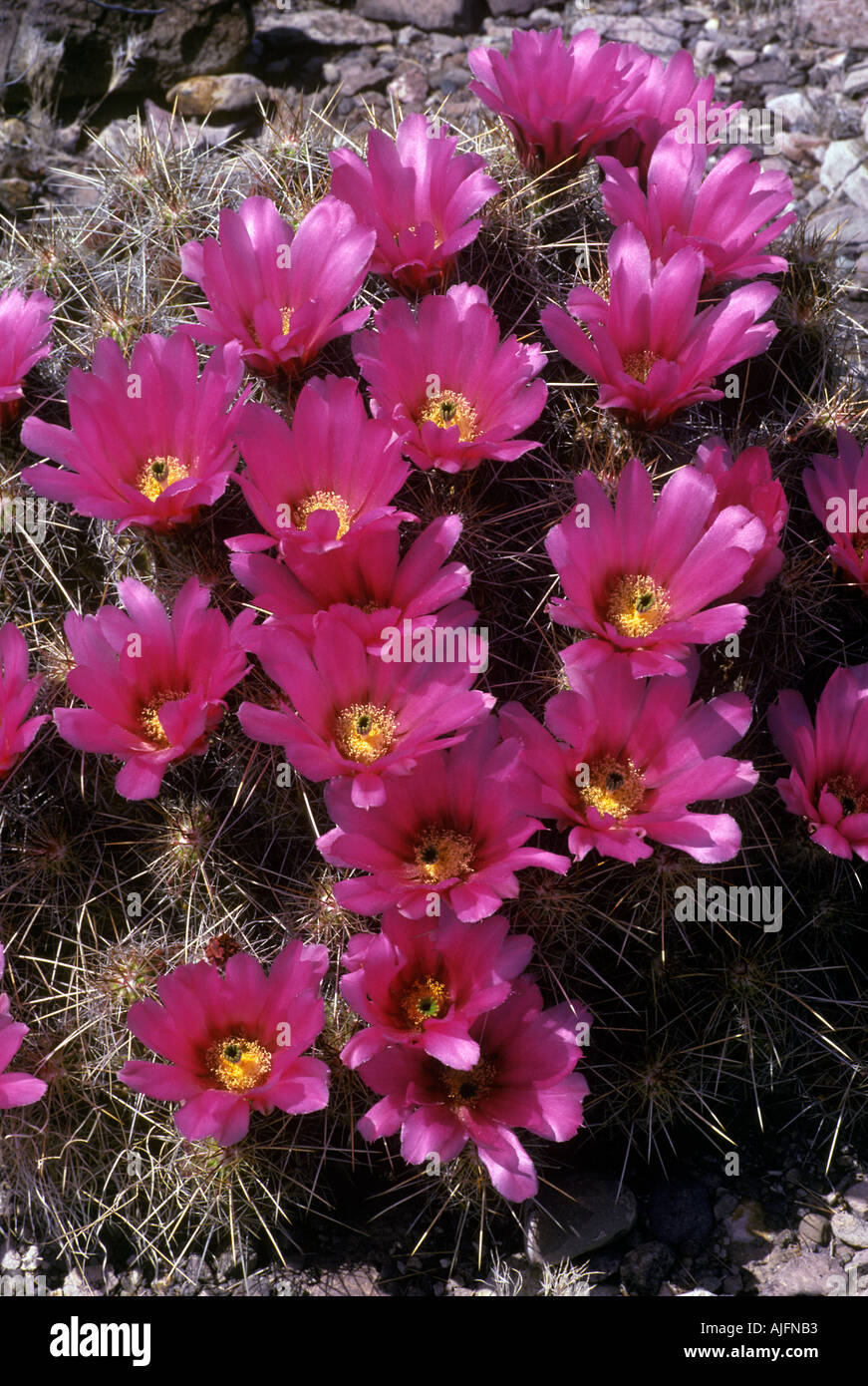 Fragola Riccio Cactus Echinocereus engelmannii Parco nazionale di Big Bend Texas Foto Stock