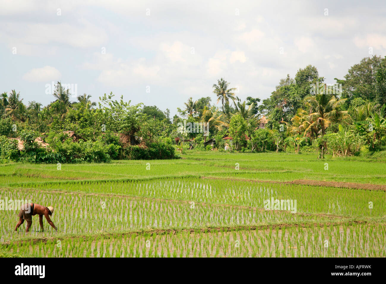 Agricoltore la semina di un campo di riso, Ubud, Bali, Indonesia Foto Stock