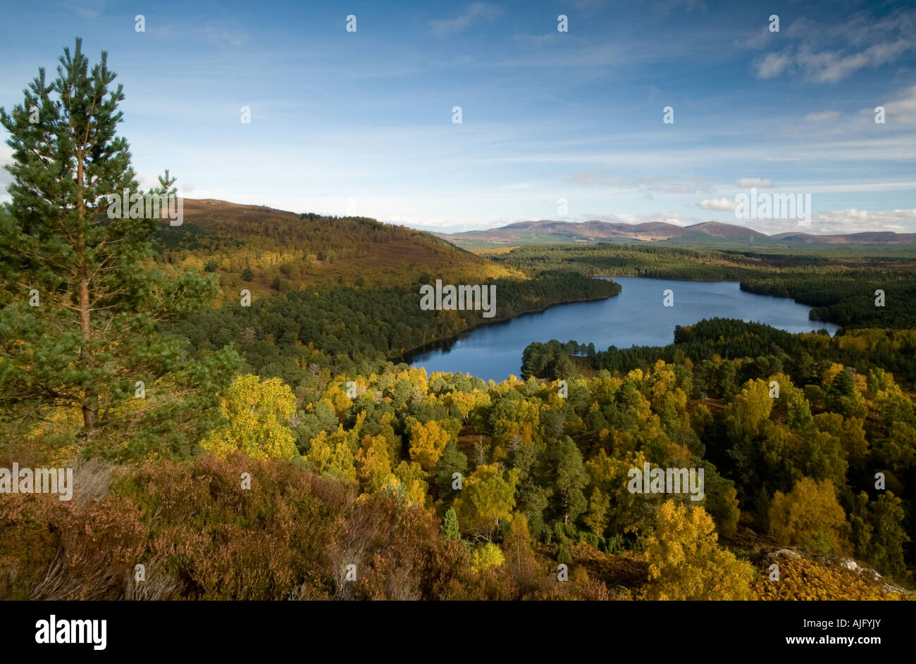 I colori autunnali, Loch un Eilen, Rothiemurchus foresta, Highland, Scozia Foto Stock