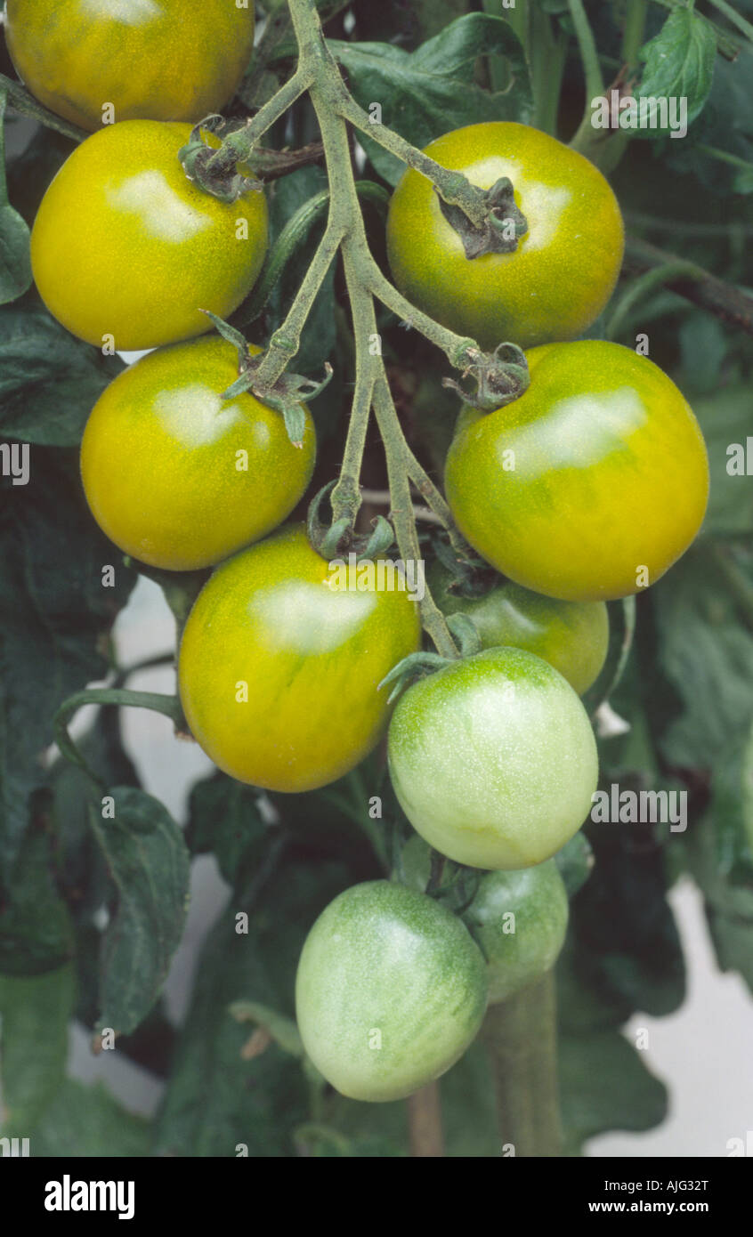 Solanum lycopersicum syn Lycopersicon esculentum 'Green Grape' (pomodoro) primo piano di tralicci di pomodori giallo-verdino che crescono in serra. Foto Stock