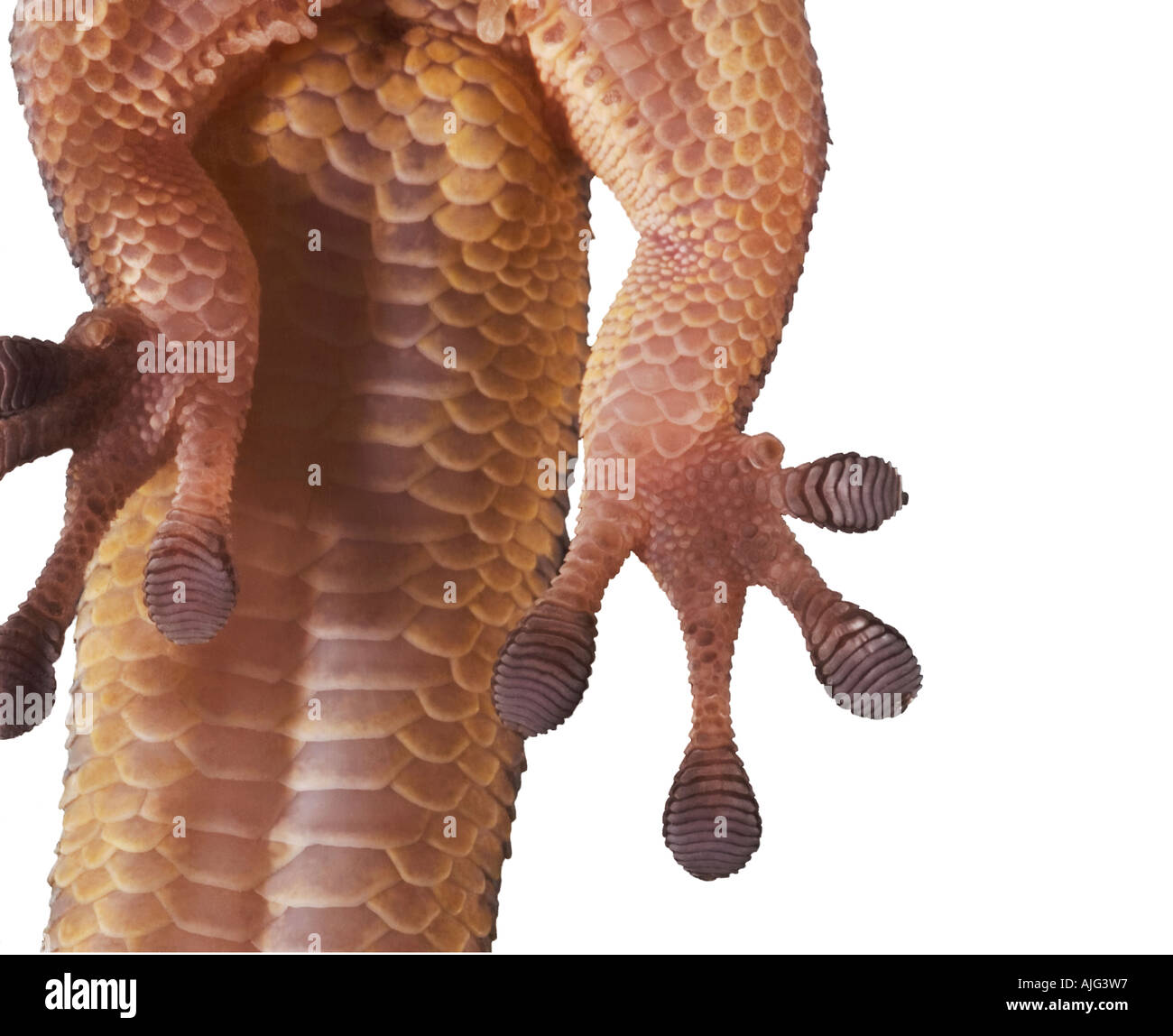 Al di sotto del giallo-guidato giorno Gecko mostra closeup del piede e le dita dei piedi aggrappati al vetro lucidato Foto Stock