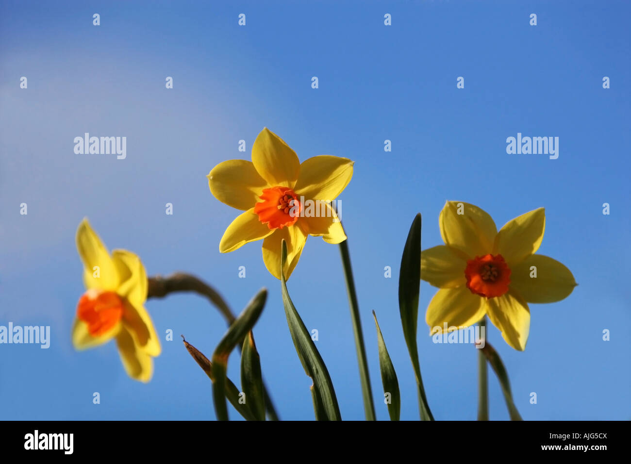 Tre tulipani gialli isolati contro un cielo blu molto particolari colorazioni sul loro centro è arancione mentre i petali sono di colore giallo Foto Stock