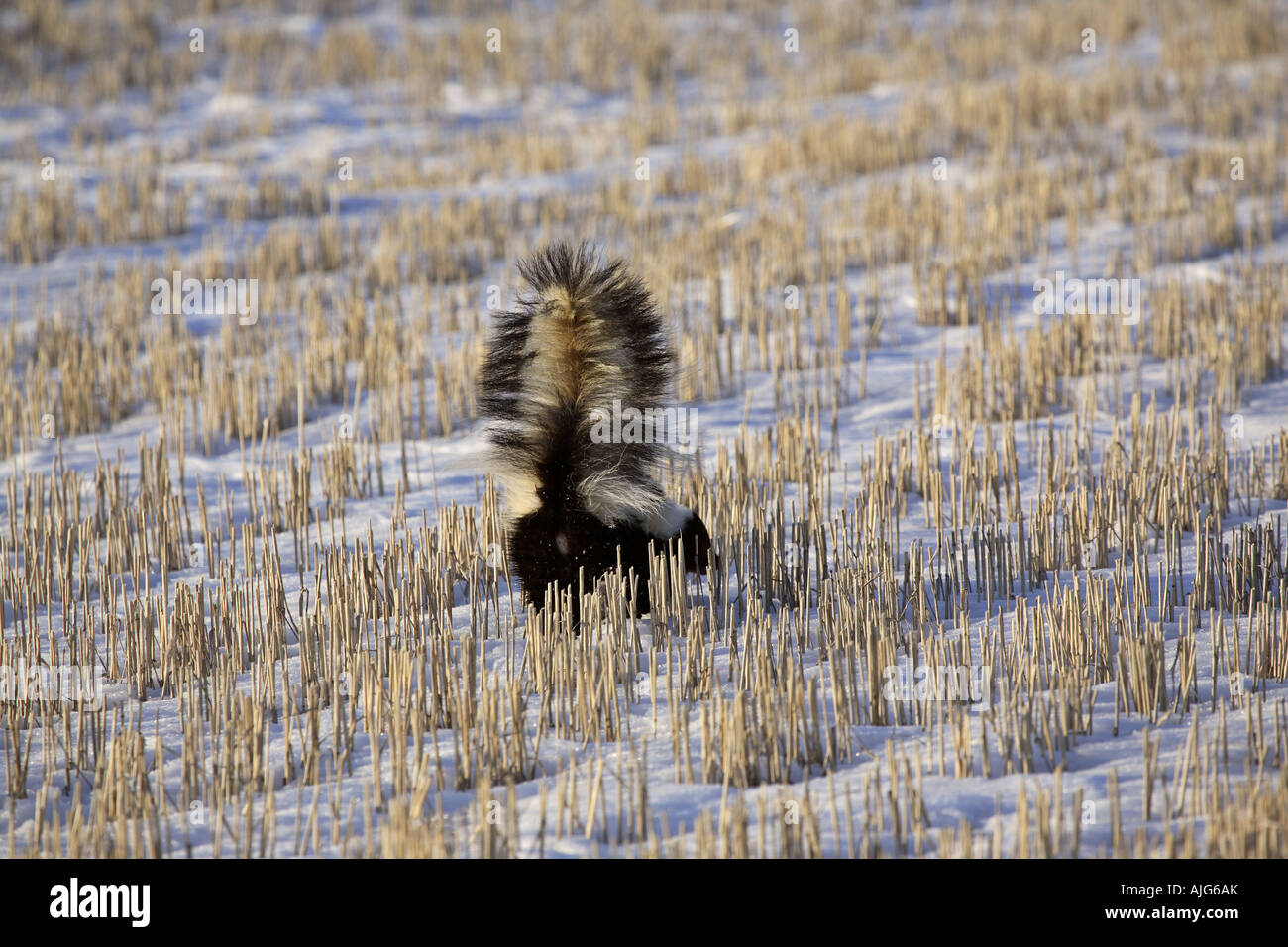 Skunk mostra minaccioso tail rialzato Foto Stock