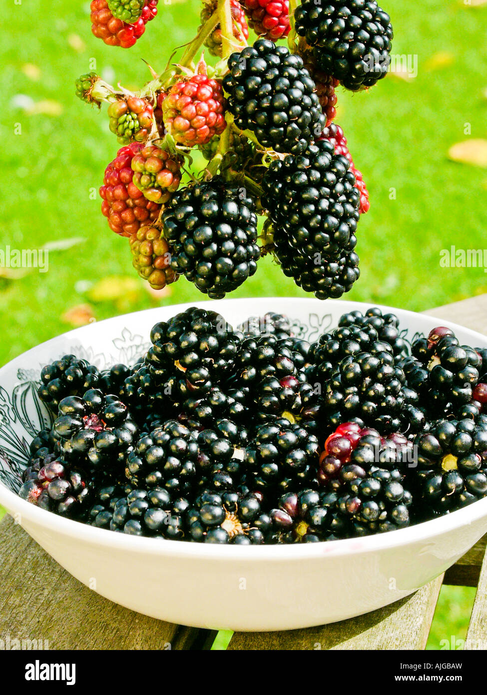 Appena raccolti cresciuti organicamente more in Inghilterra UK UE Foto Stock