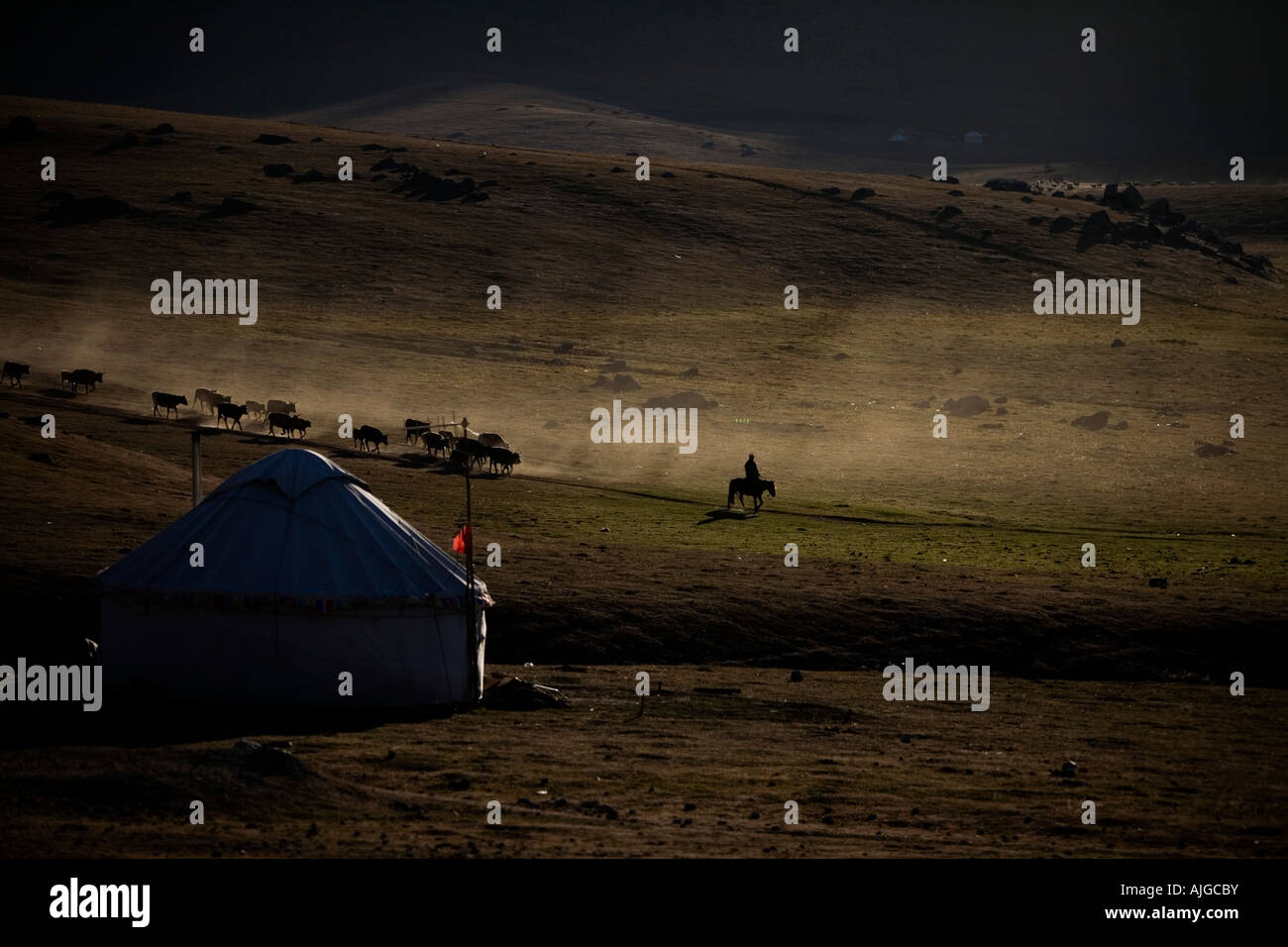 Cowboy cinese e del bestiame Foto Stock
