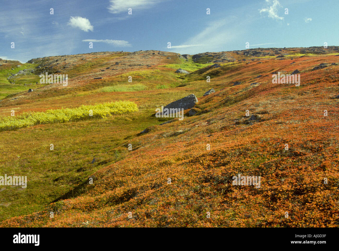 Tundra alpina in colori autunnali Kesugi Ridge Denali State Park Alaska Foto Stock