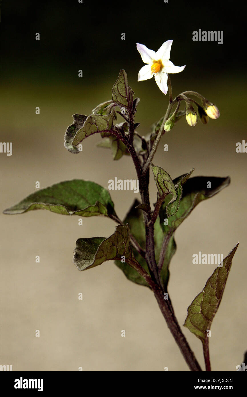 L'erba morella fiore e di foglie Solanum nigrum Foto Stock