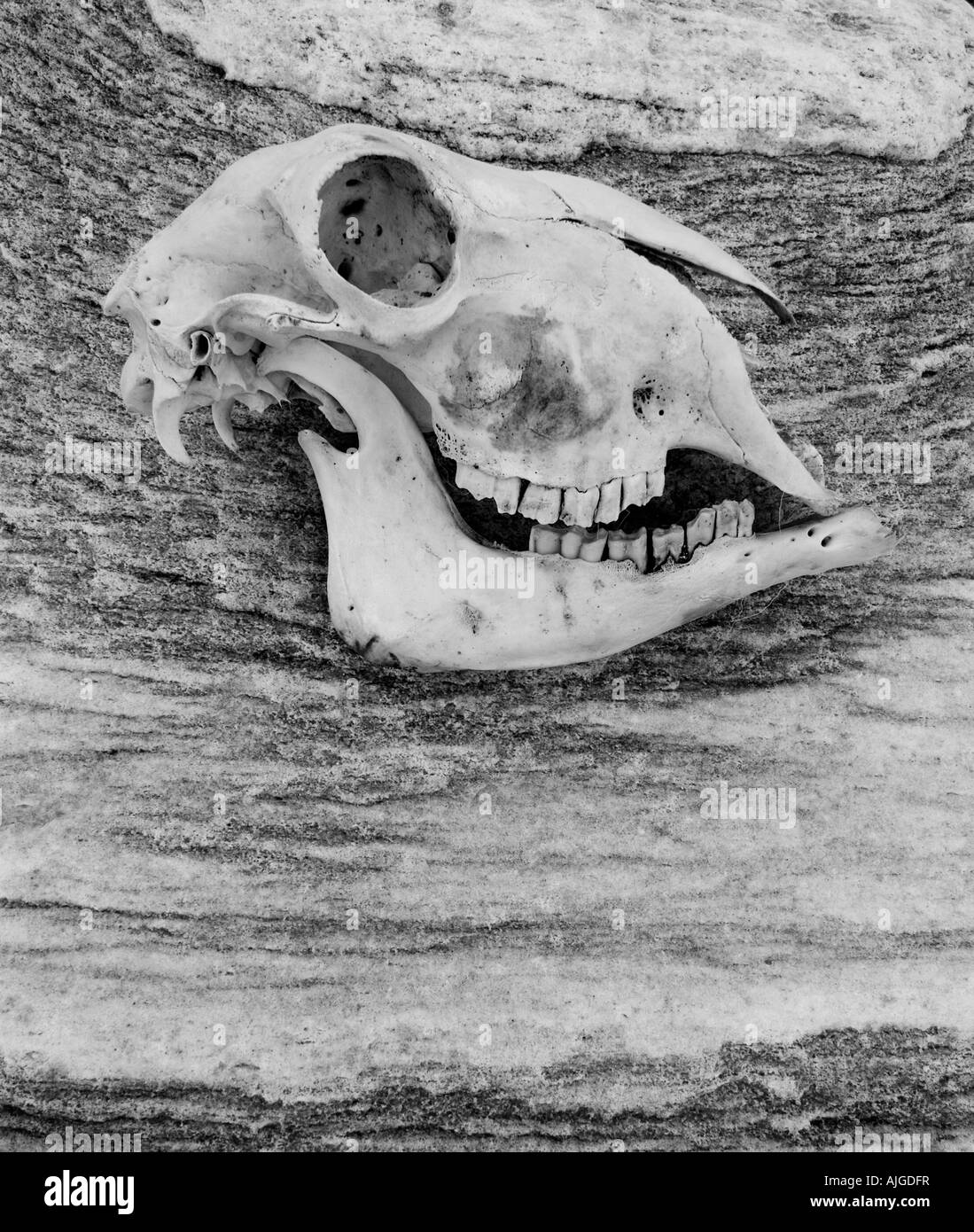 Cranio di pecora su un pezzo di roccia di gneiss Foto Stock