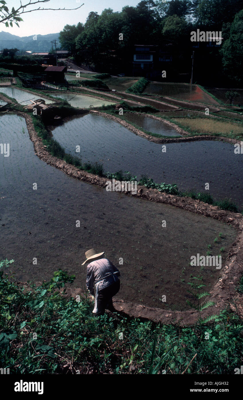 Rural la coltivazione del riso in Giappone Takayama si trova nei Monti Hida Foto Stock