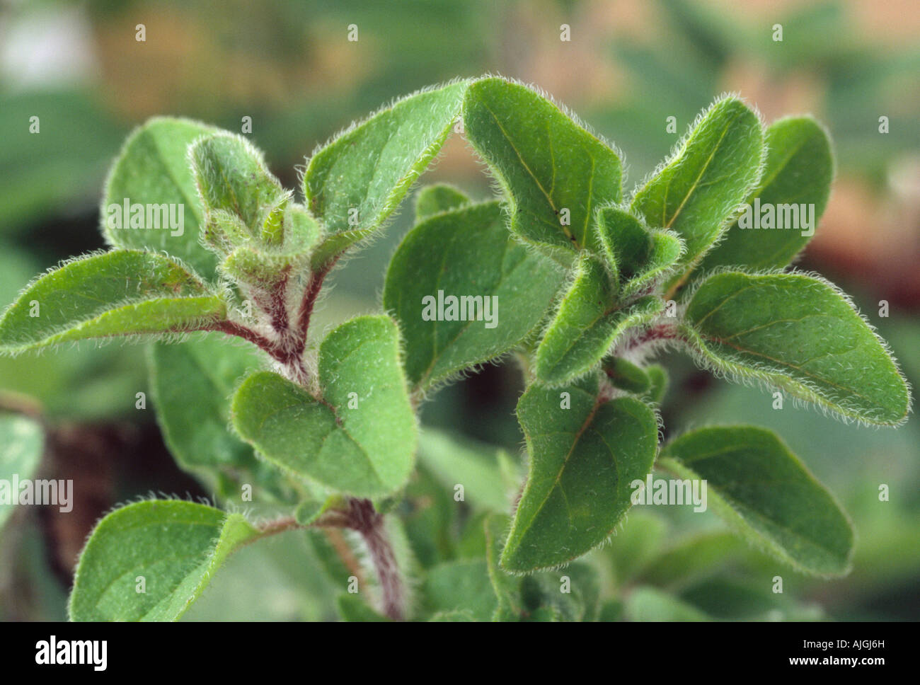 Origanum vulgare hirtum. (Greco origano) Close up di foglie che mostra i peli su di essi. Foto Stock