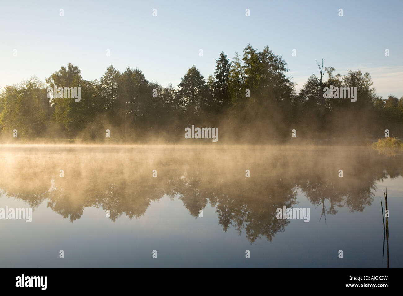 Nebbia di mattina su stagno acqua calma vicino al The Tsar's Palace Ubicazione in Bialowieza, Bialowieza, Polonia, Europa Foto Stock