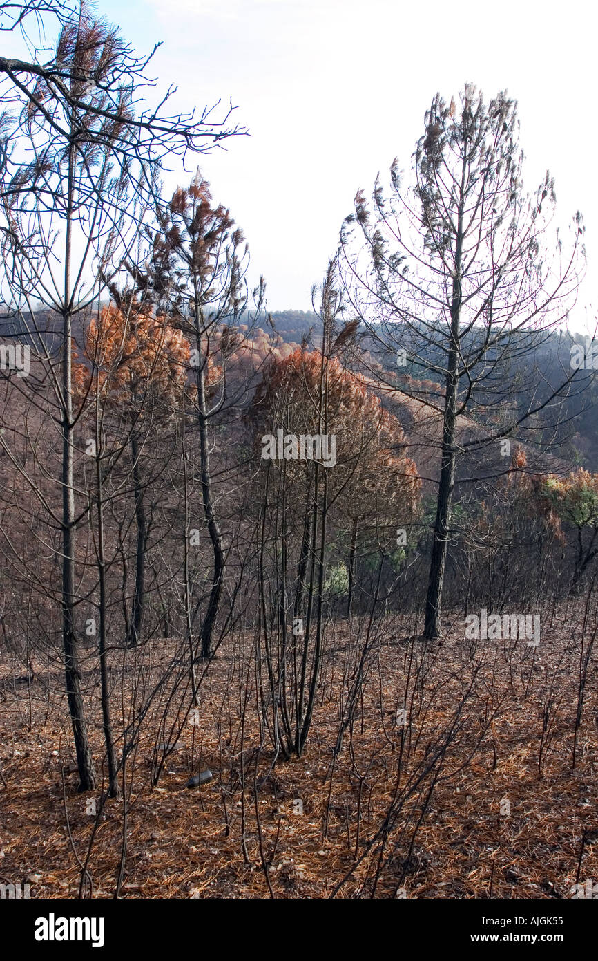 Rio Tinto di incendio di foresta estate 2004 Huelva e Siviglia pronvinces Spagna Foto Stock