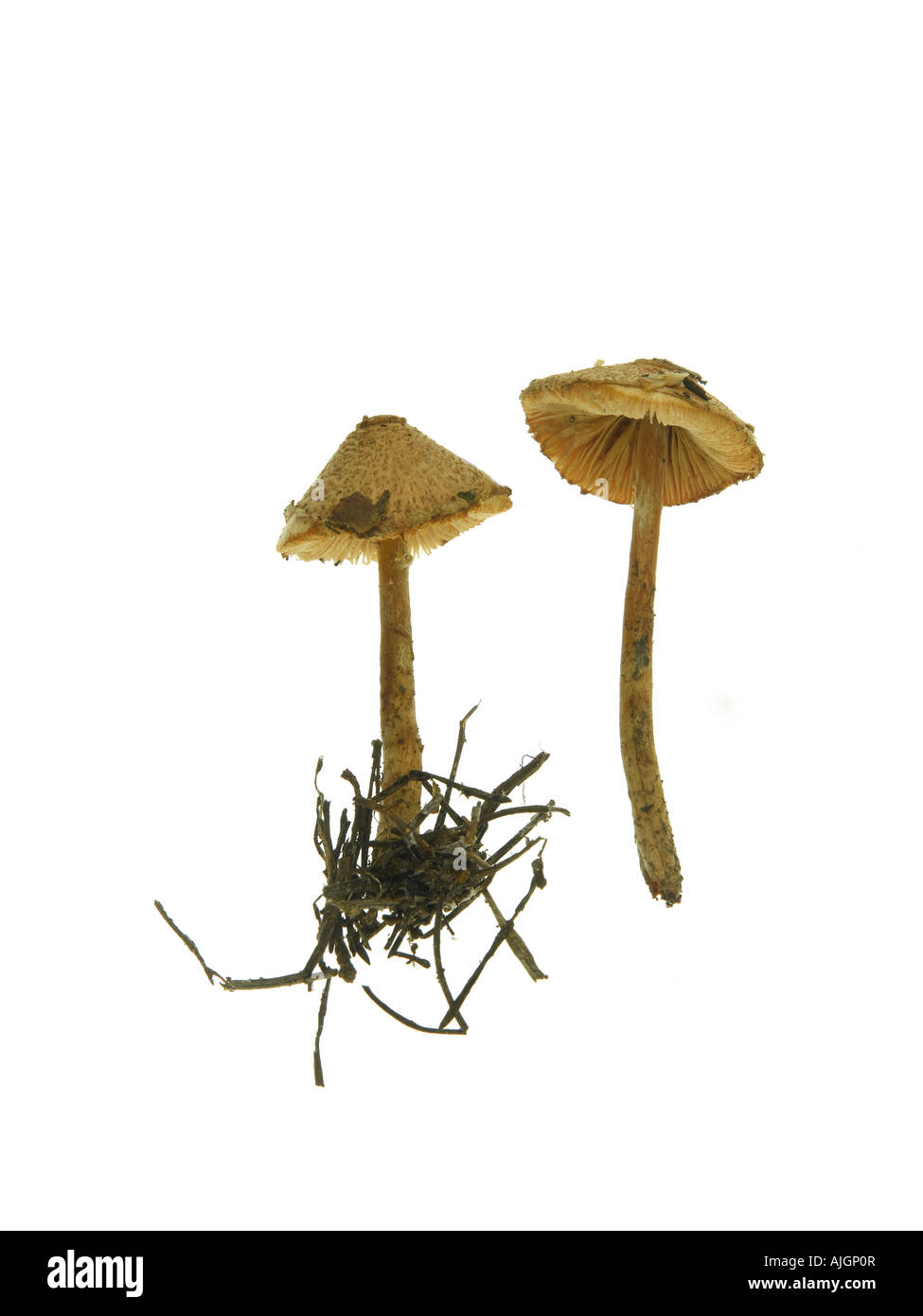 Petite Parasol fungo Lepiota castanea Foto Stock