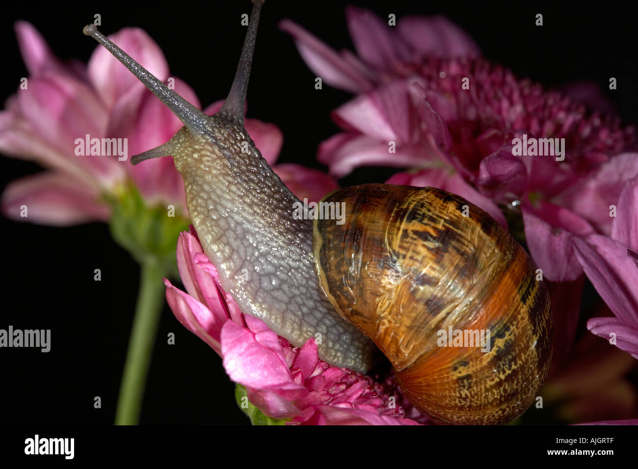 Giardino in comune va a passo di lumaca Helix aspera Foto Stock