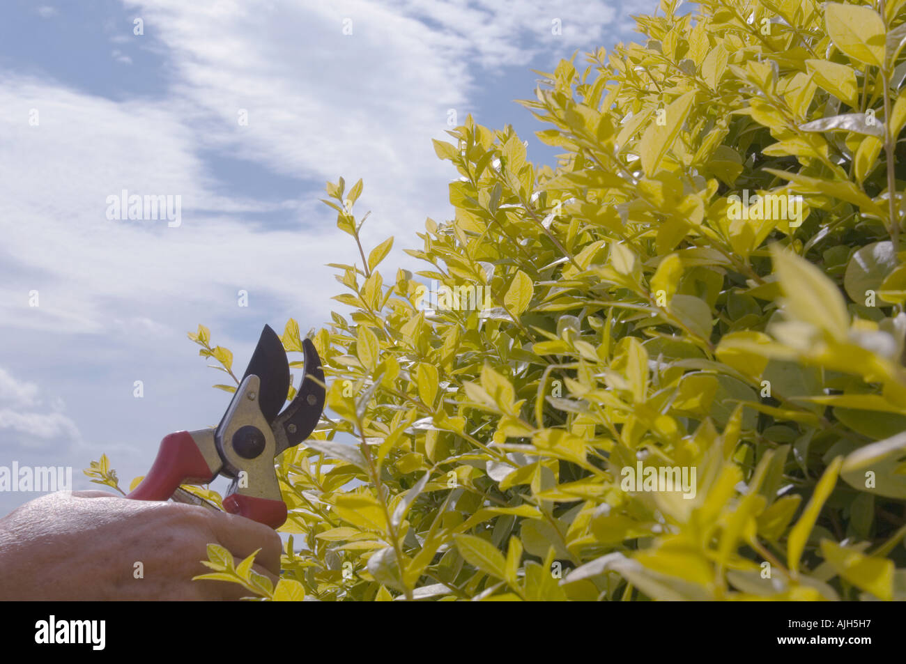Senior femminile a fresare a mano ligustro bush con giardino secateurs. Foto Stock