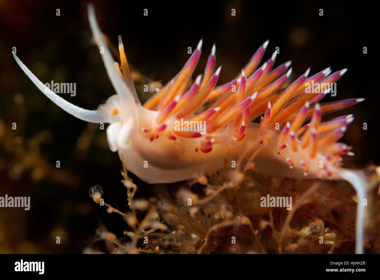 Seaslug spiked (Cratena peregrina) Foto Stock