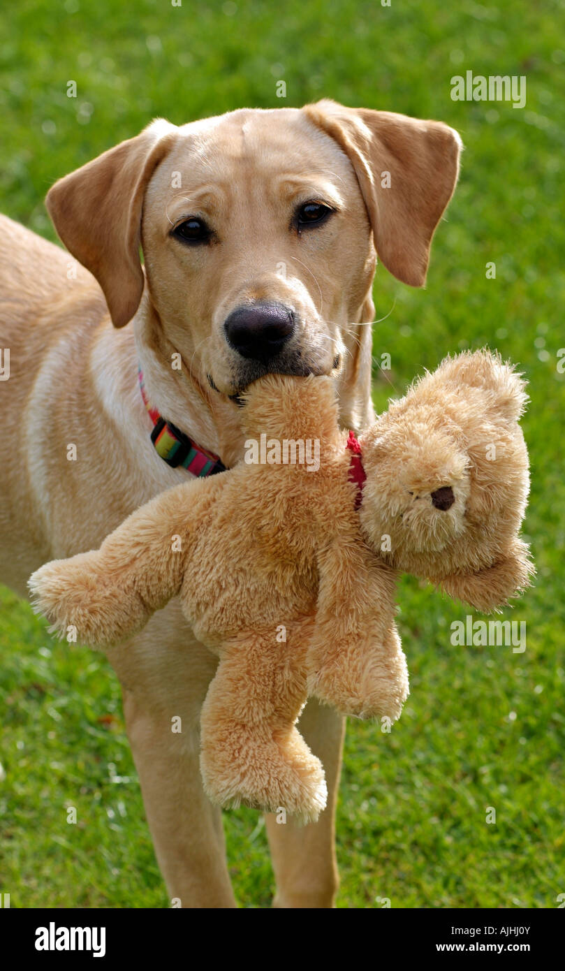 Cane da compagnia Holding Teddy Bear Toy Labrador Retriever in formazione con il suo giocattolo preferito Foto Stock Cane da compagnia Holding Teddy Bear Toy Labrador Retriever in formazione con il suo giocattolo preferito Foto Stock