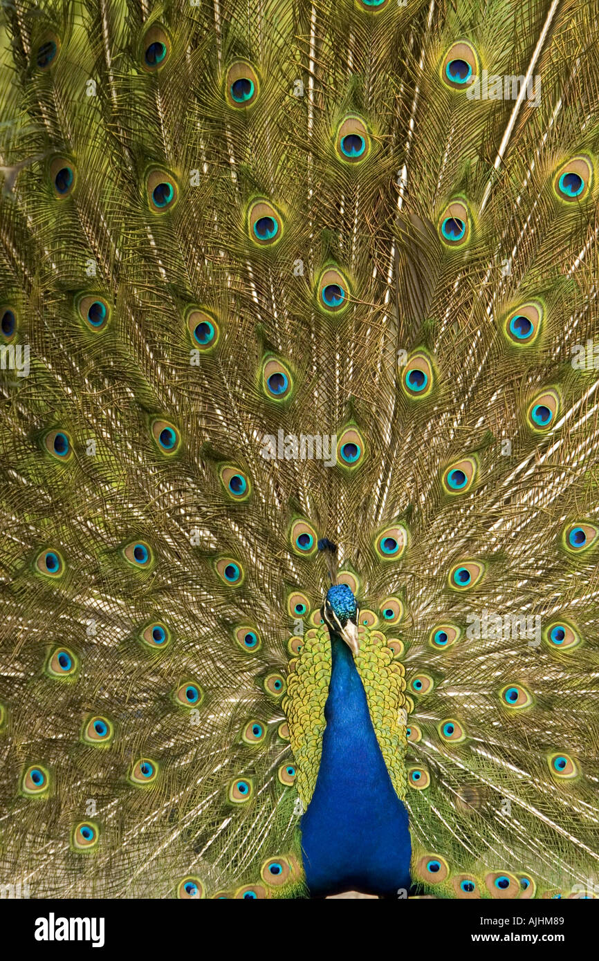 Peacock in pieno piumaggio display Foto Stock