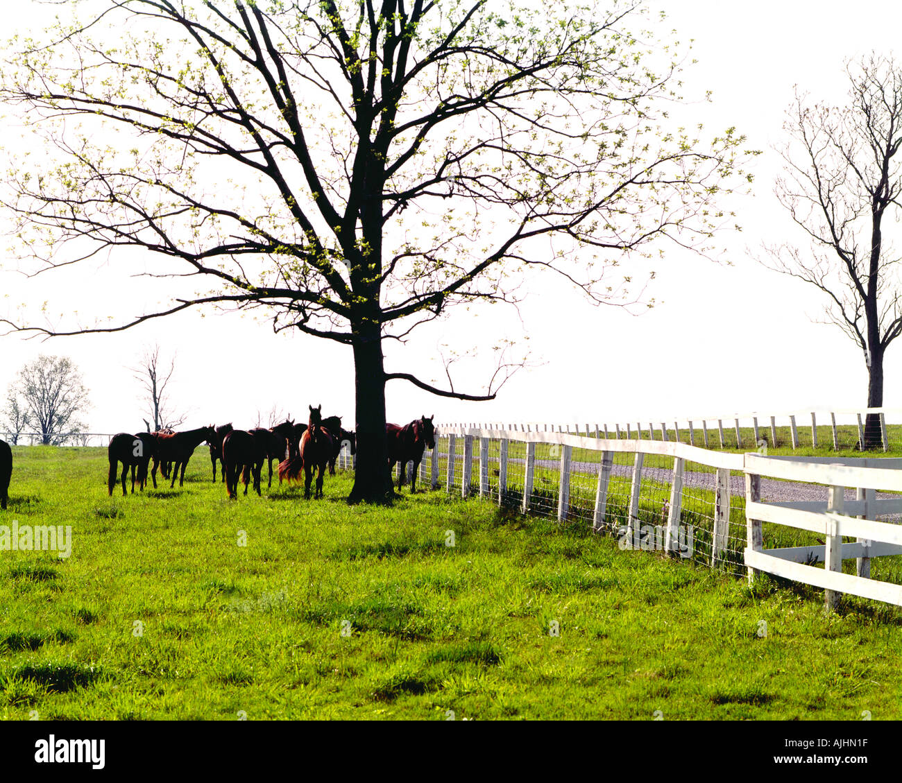 Corse di purosangue cavalli a Sautter Agriturismo vicino a Lexington in Kentucky Foto Stock
