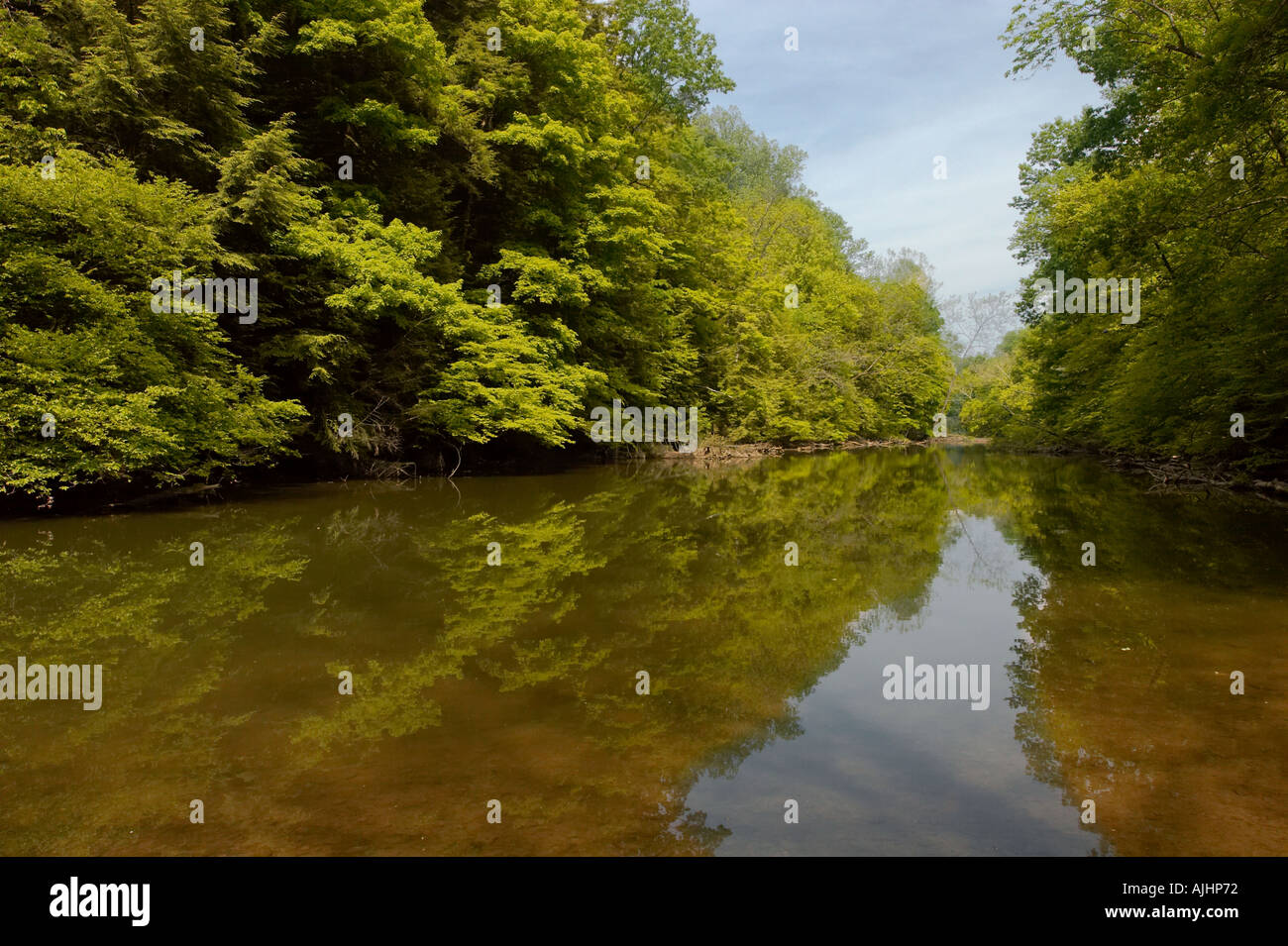 Estate alberi riflettendo in un fiume Foto Stock