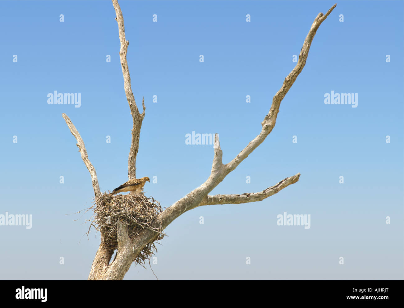 Sibilo kite si siede in alto nel suo nido in un albero di fronte blu cielo spazio di copia Foto Stock