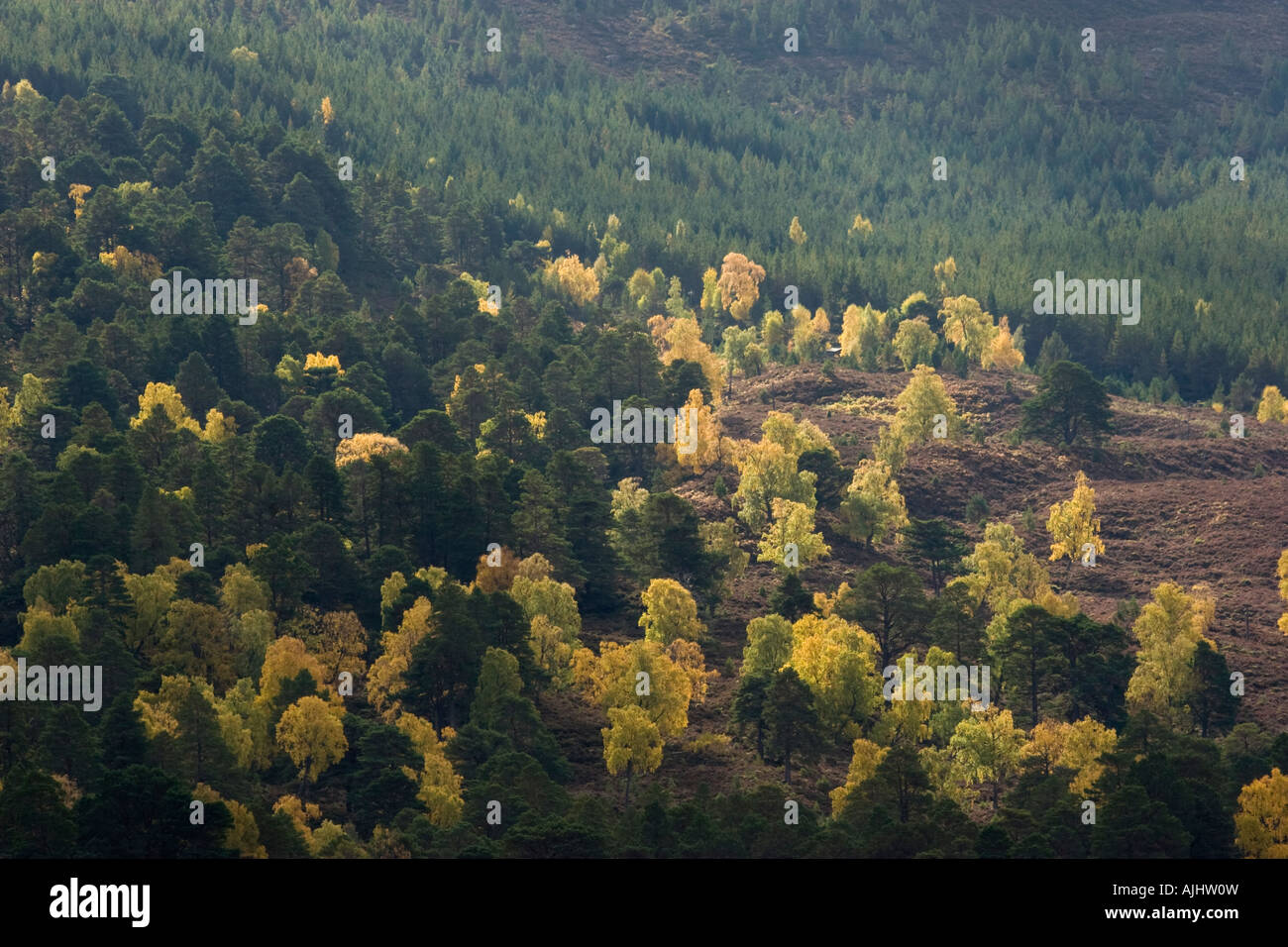 I colori autunnali, Rothiemurchus foresta, Highland, Scozia Foto Stock