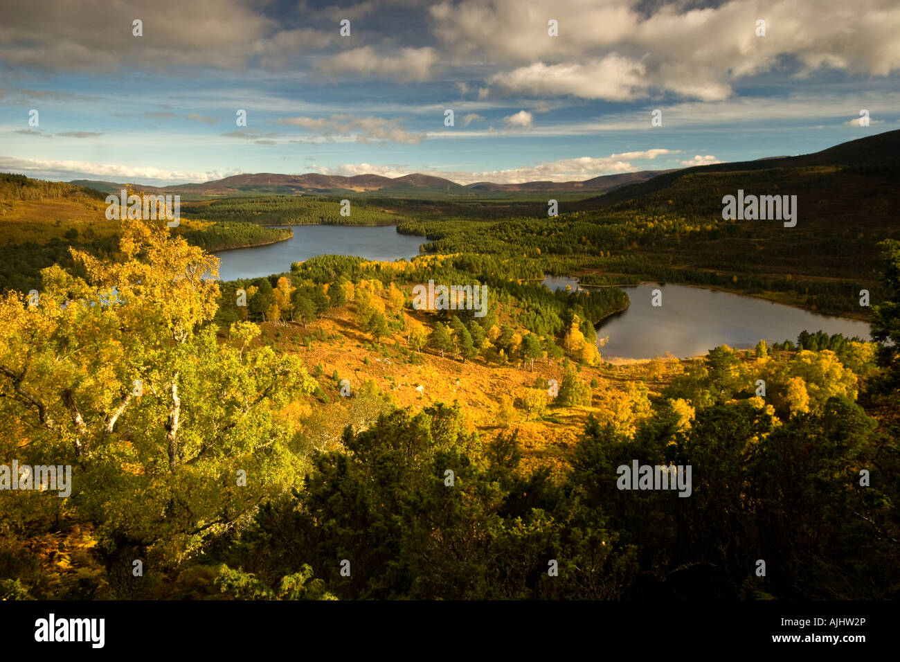 I colori autunnali, Loch un Eilen, Rothiemurchus foresta, Highland, Scozia Foto Stock